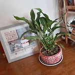 Cozy central apartment