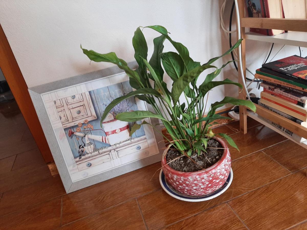 Cozy Apartament Szkodra